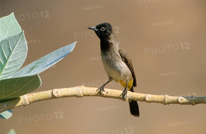 Yellow-vented Bulbul