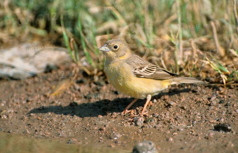 Black-headed Bunting