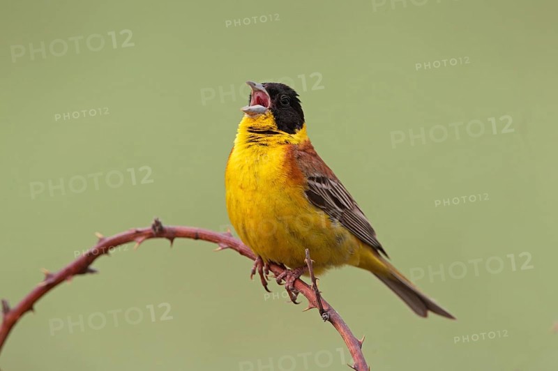 Black-headed bunting