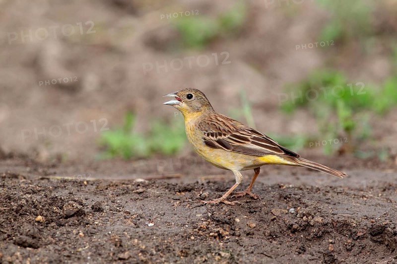 Black-headed bunting
