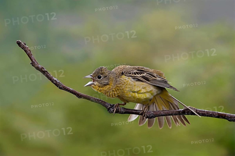 Black-headed Bunting