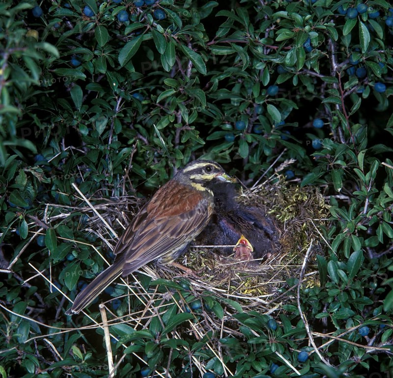 Cirl Bunting