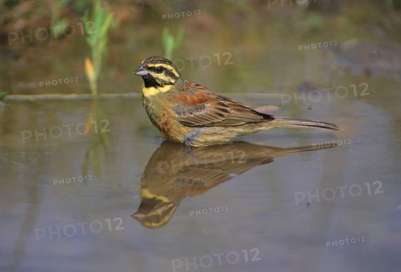 Cirl bunting