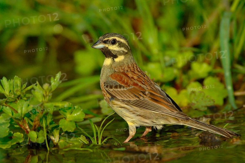 Cirl Bunting