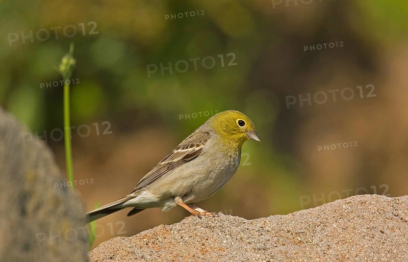 Cinereous bunting