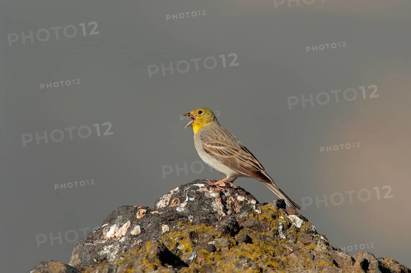 Cinereous Bunting