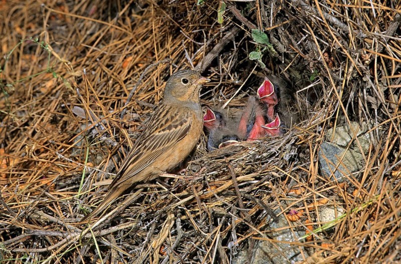 Cretzschmar's cretzschmar's bunting