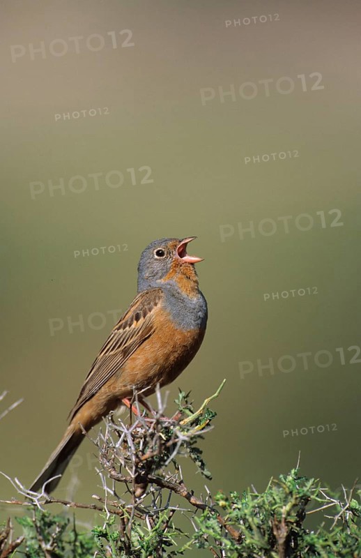 Cretzschmar's Bunting