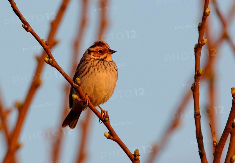 Little buntings