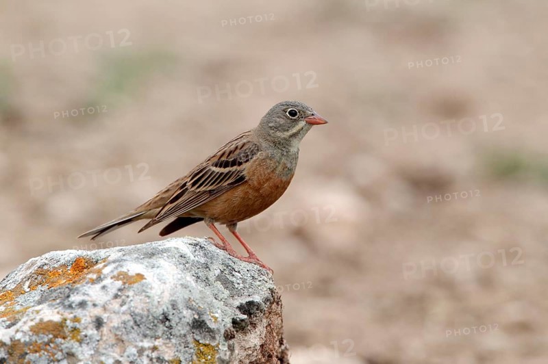 Ortolan bunting