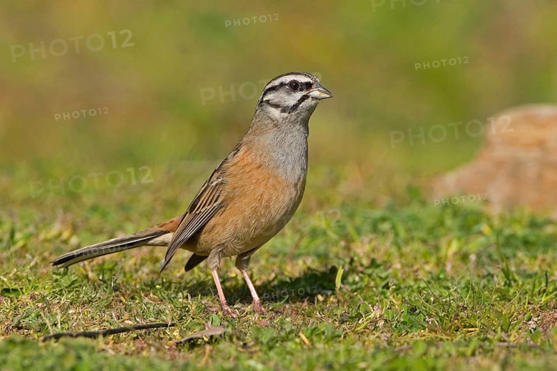 Rock bunting