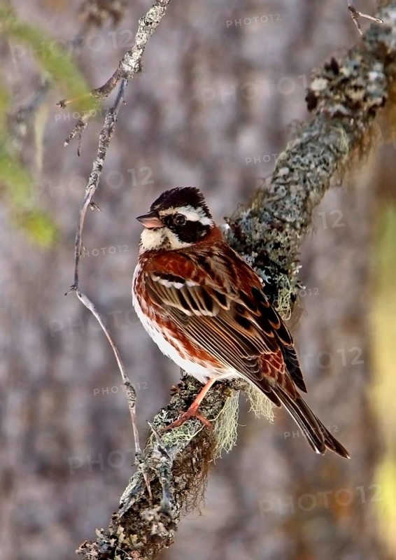Rustic bunting