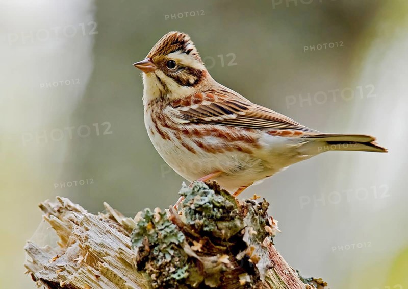 Rustic bunting