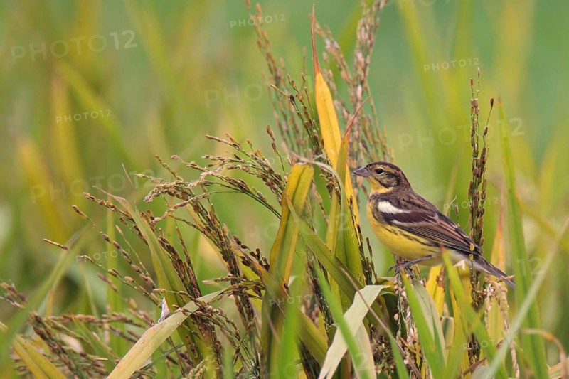 Yellow-breasted bunting