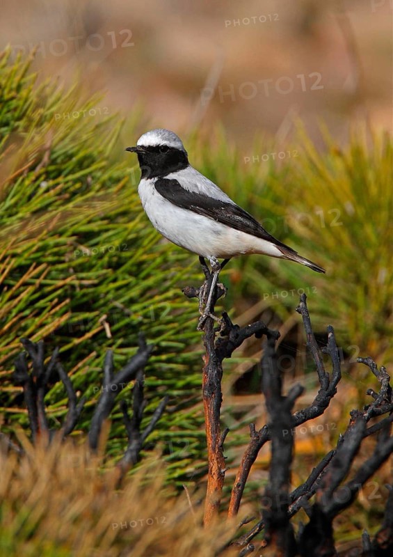 Atlas Wheatear