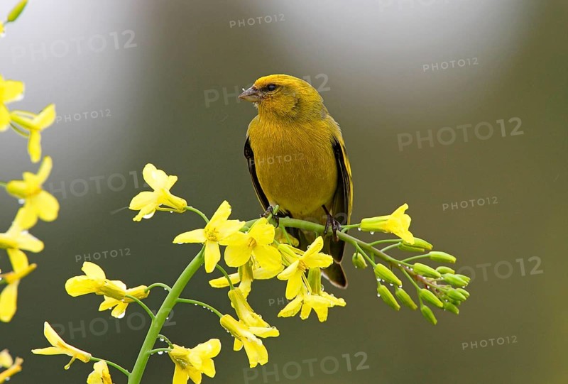 Yellow-crowned Canary