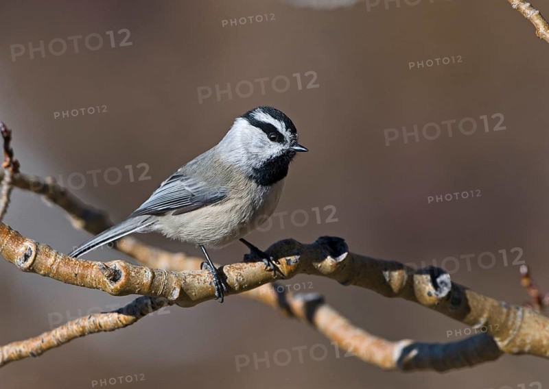 Mountain Tit