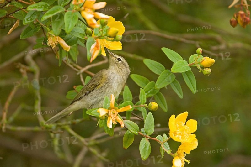 Chiffchaff