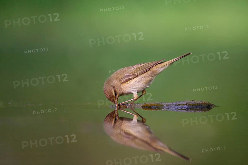 Chiffchaff
