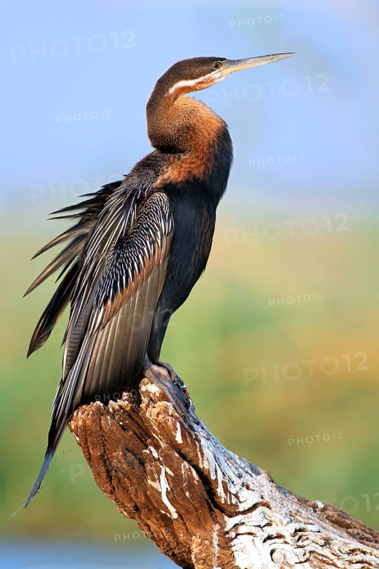 African Darter