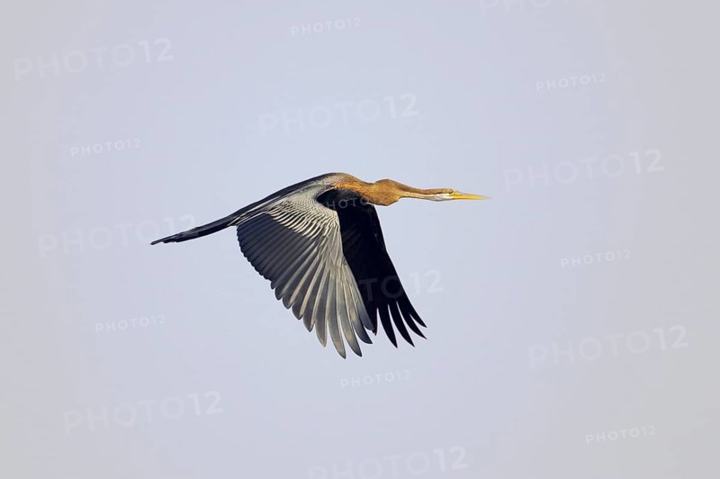 Melanogaster
