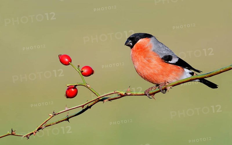 Eurasian eurasian bullfinch