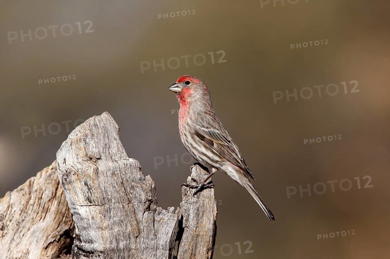House finch