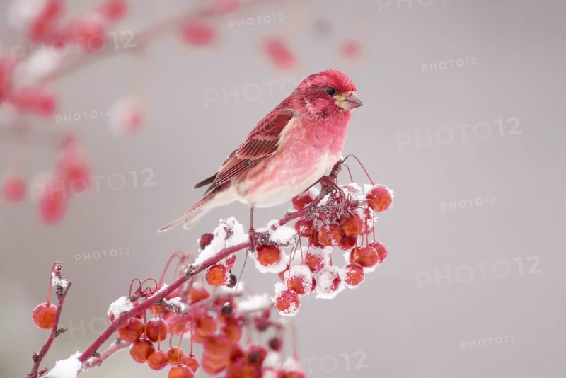 Purple purple finch