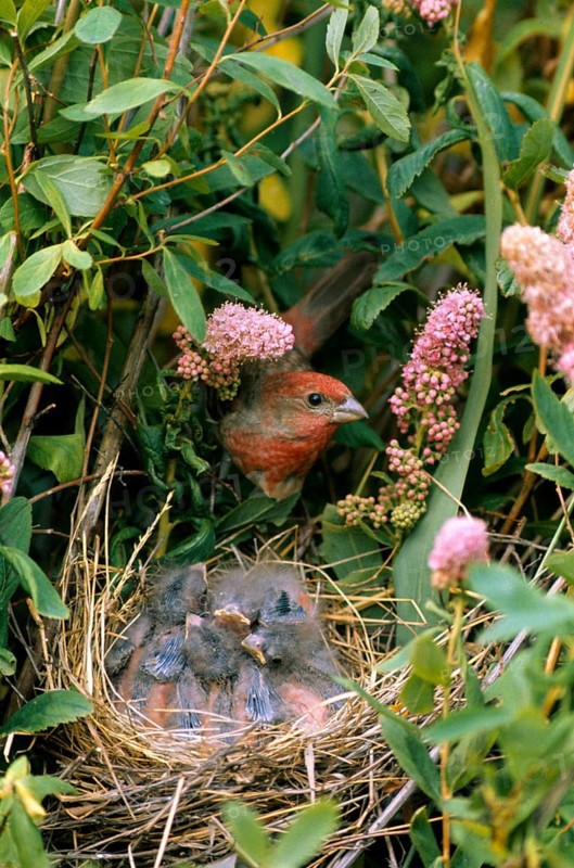 Common rosefinch