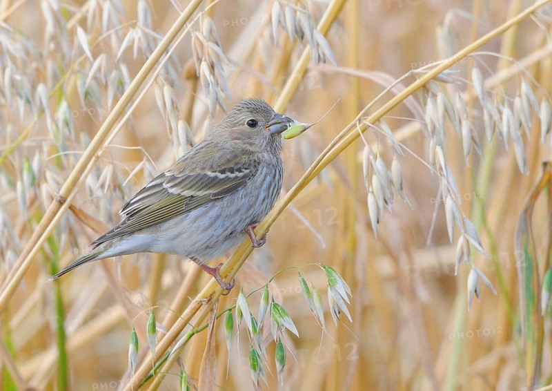 Common rosefinch