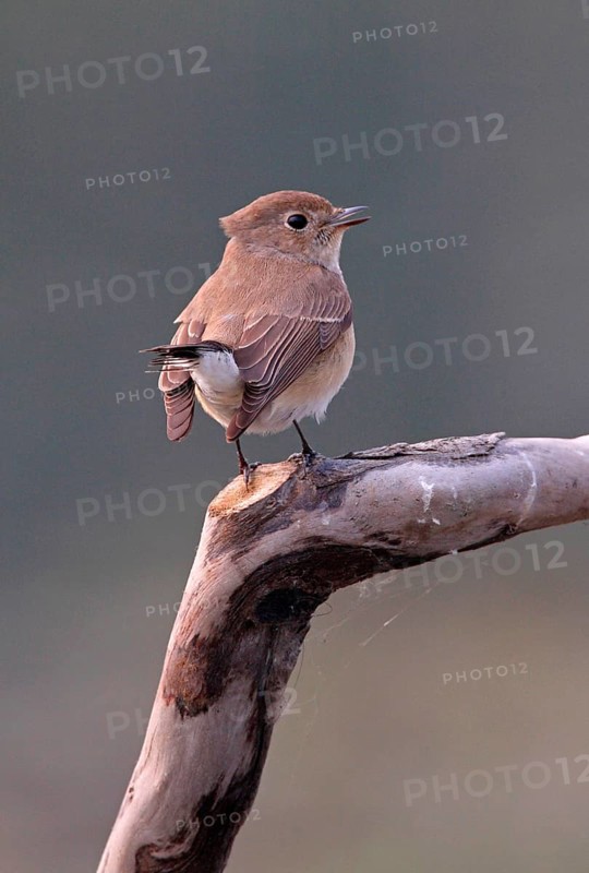 Red-breasted Flycatcher