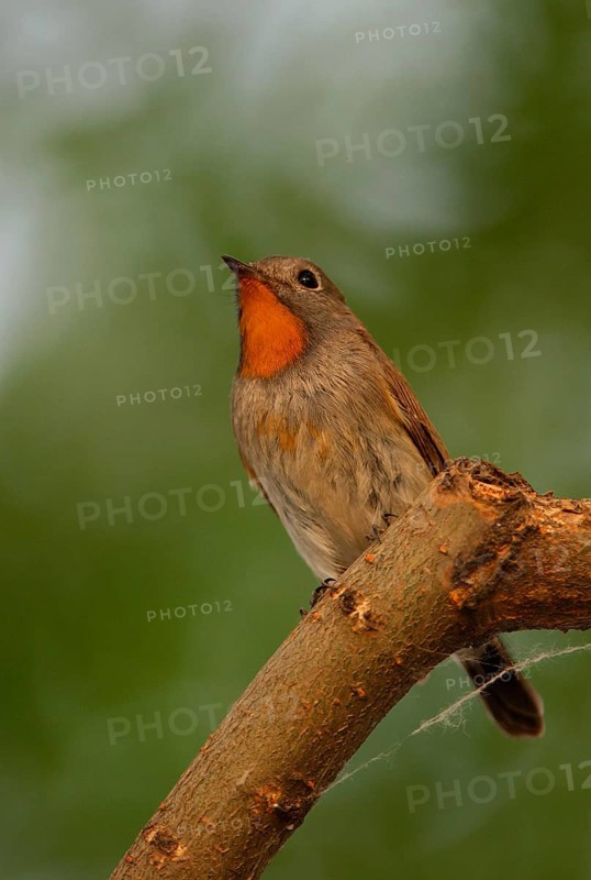Ficedula albicilla