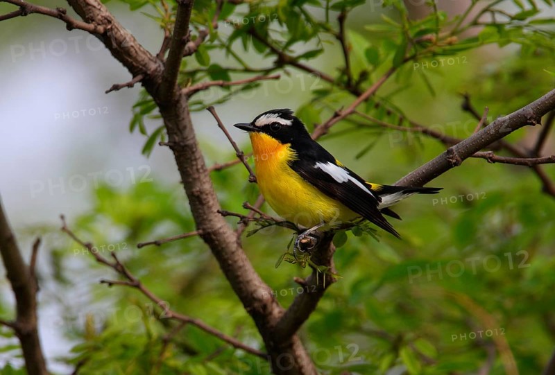 Yellow-rumped flycatcher