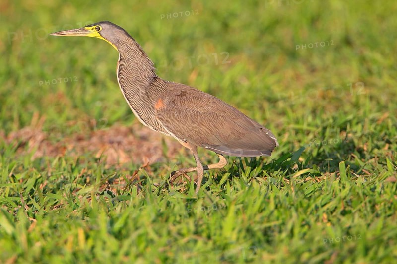 Bare-throated Tiger-heron
