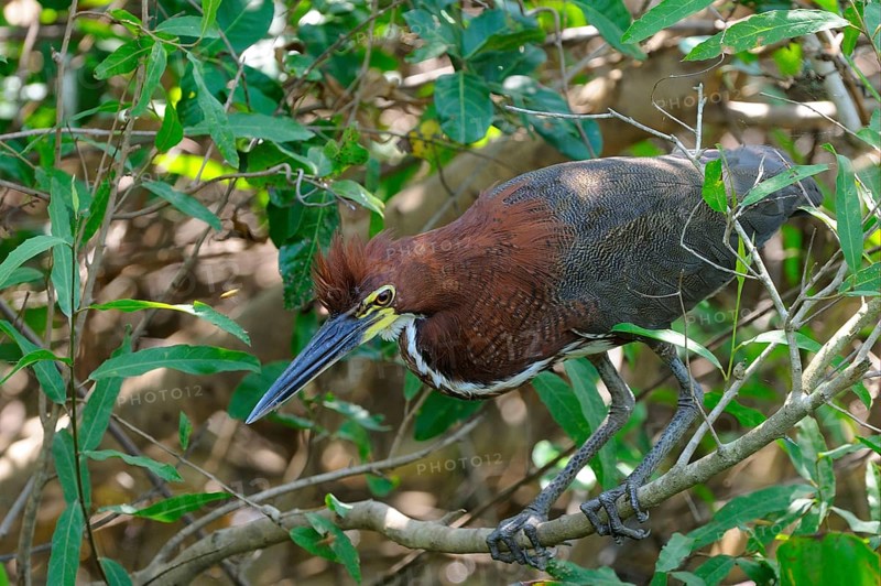 Red rufescent tiger heron