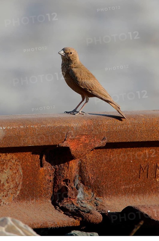 Adult rufous-tailed lark