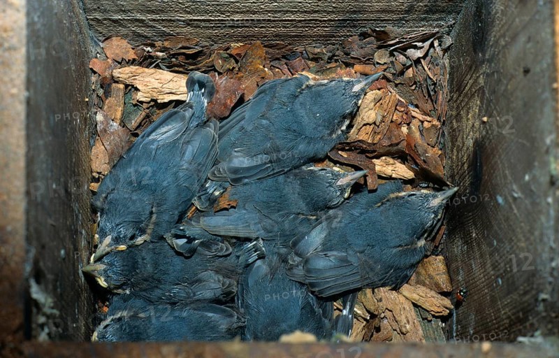 Eurasian nuthatch