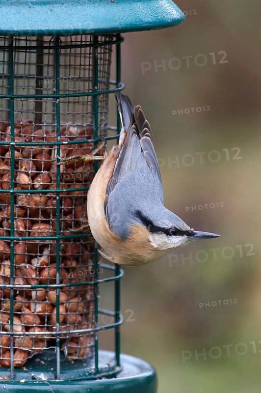 European eurasian nuthatch