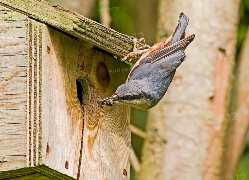 European eurasian nuthatch