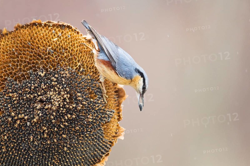 European Nuthatch