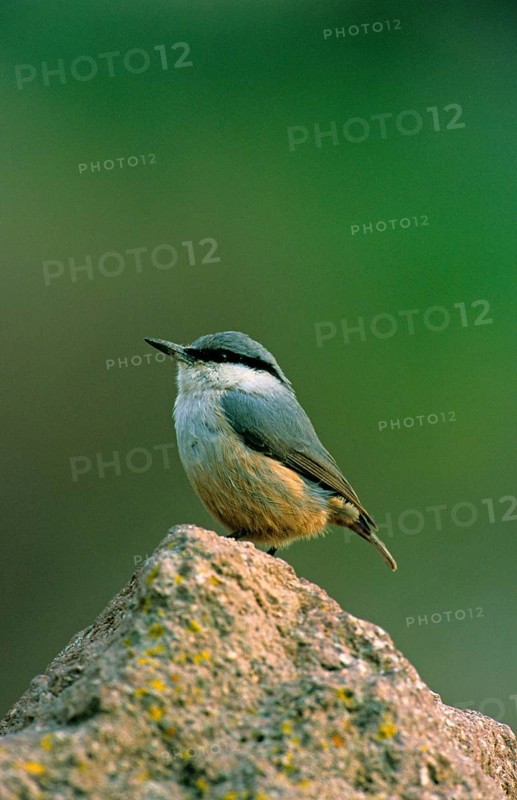 Western Rock-nuthatch