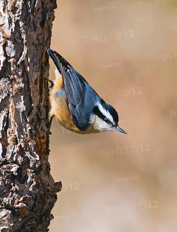 Red-breasted nuthatch