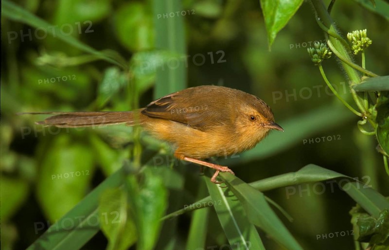 Cream-breasted Prinia
