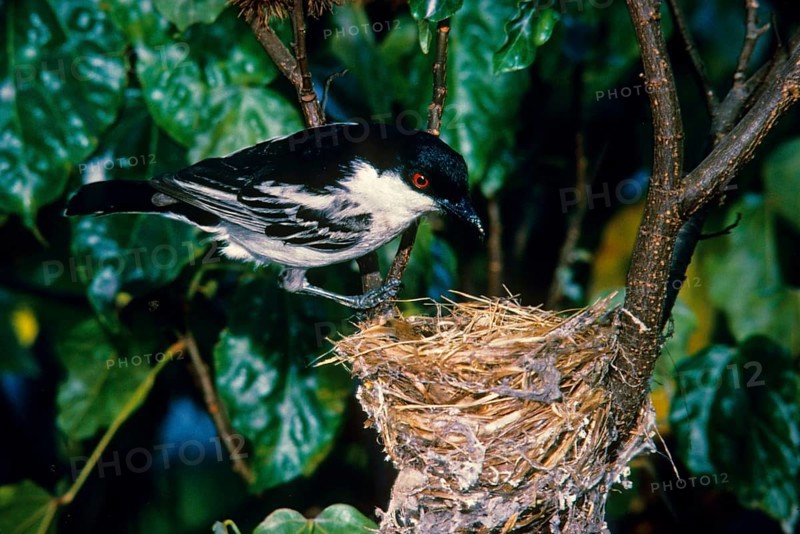 Snowball Shrike
