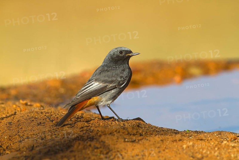 Black Redstart