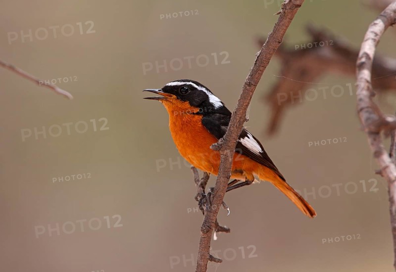 Diadem Redstart