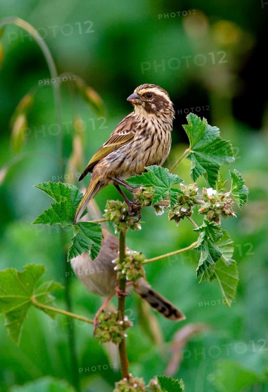 Streaked Peacock Seedeater