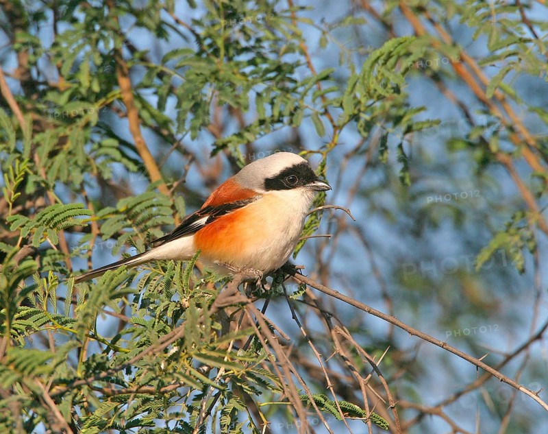 Bay-backed shrike