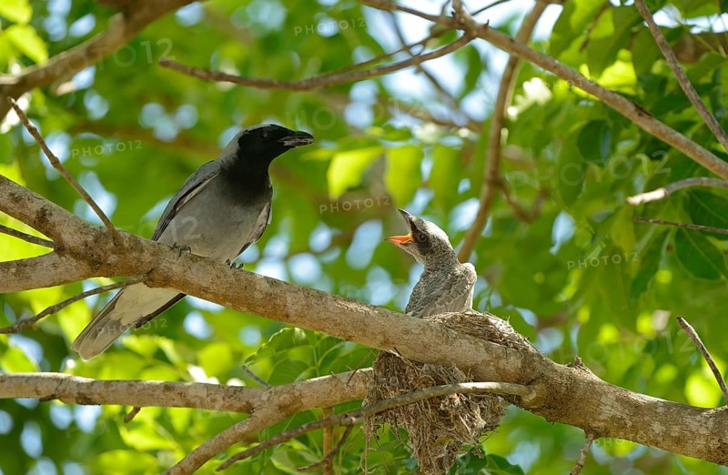 Black-faced Cuckoo-shrike