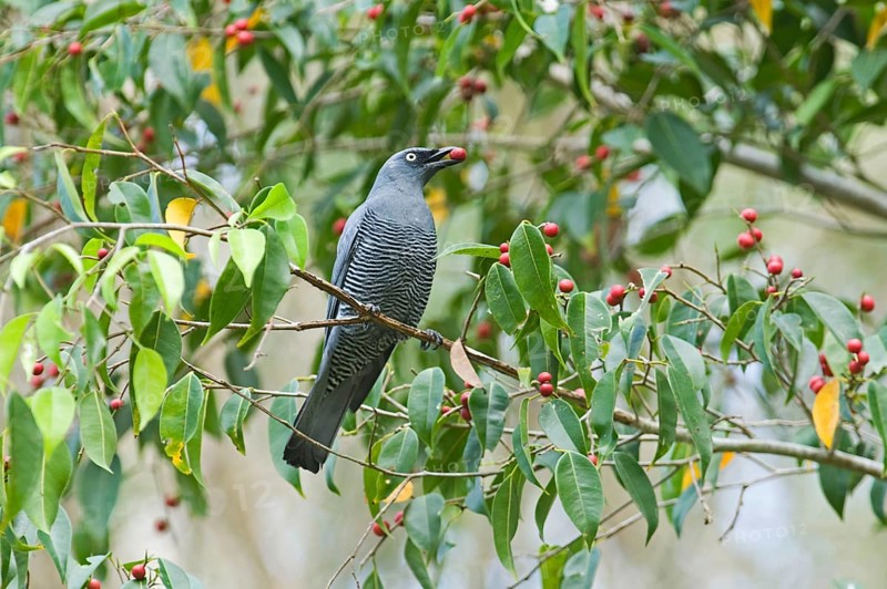 Barred cuckooshrike